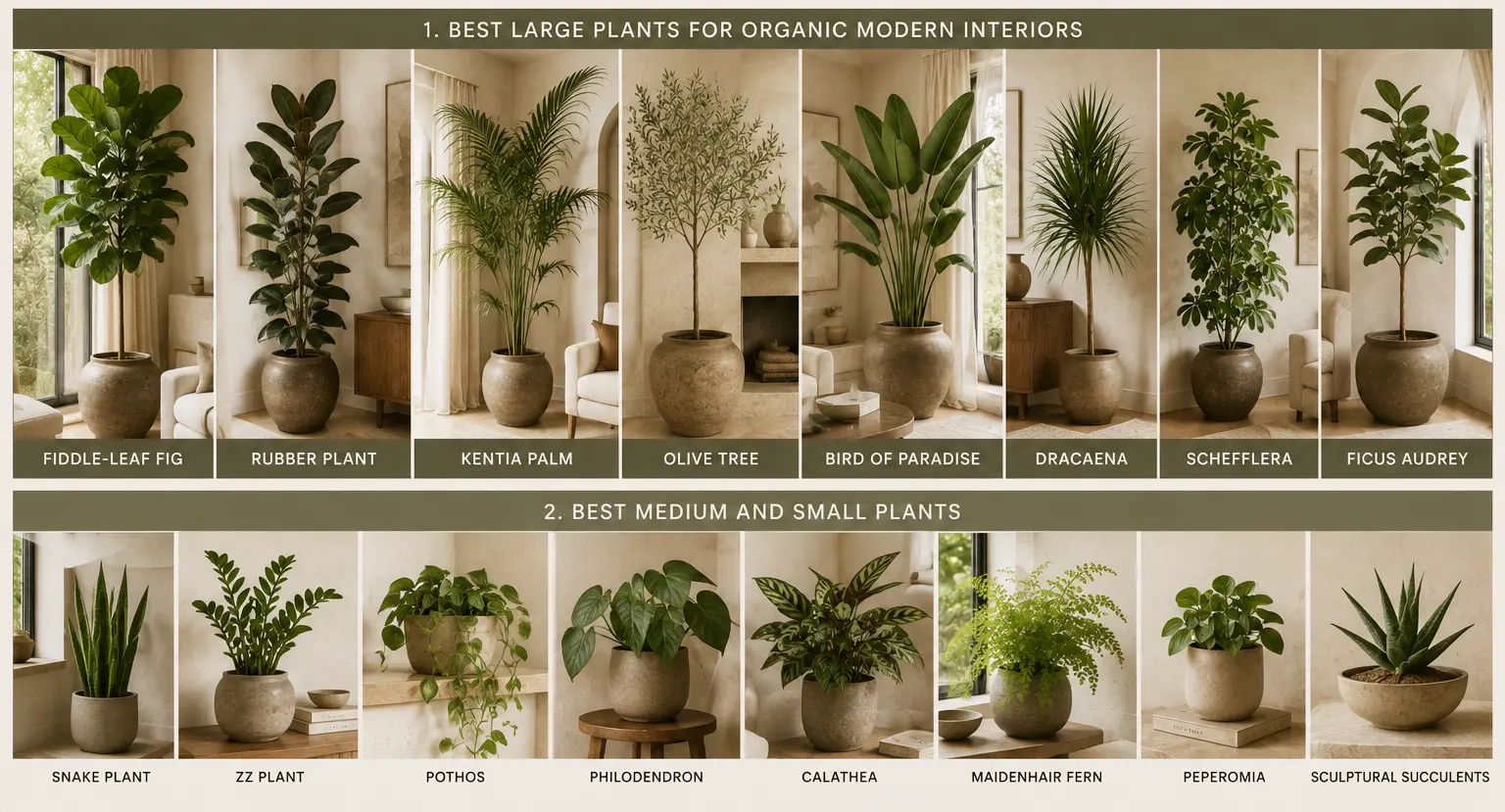 Organic Modern living room plants and greenery guide featuring fiddle-leaf fig, rubber plant, Kentia palm, olive tree, bird of paradise, Dracaena, Schefflera, Ficus Audrey and smaller indoor plants.
